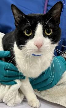 Domestic Short Hair Cats Available for Adoption - TEAL | PetCurious