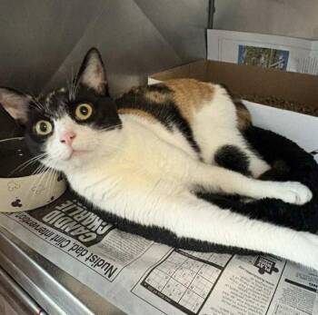 Rescue Domestic Short Hair Cats for Adoption in Bridgewater, New Jersey - Kenzie | PetCurious