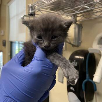 Domestic Short Hair Cats Available for Adoption in Pasadena, California - Baklava | PetCurious