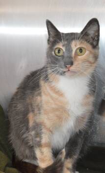 Charmed -  Domestic Short Hair Cat for Adoption - Charmed | PetCurious
