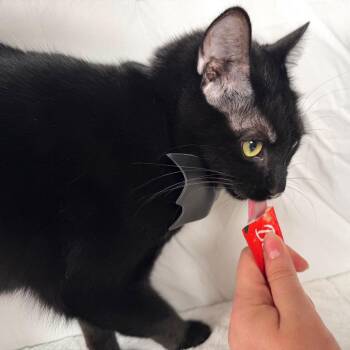 Eeyore -  Domestic Short Hair Cat for Adoption in Johnson City, Tennessee - Eeyore | PetCurious