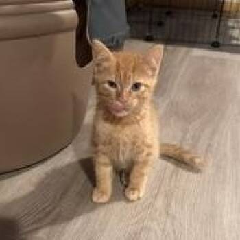 Zimmerman -  Tabby Cat for Adoption in Springfield, Oregon - Zimmerman | PetCurious