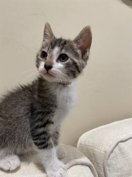 SCOUT -  Domestic Short Hair Cat Available for Adoption in Tustin, California - SCOUT | PetCurious