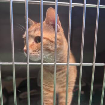 Gabriel -  Domestic Short Hair Cat for Adoption in South Haven, Michigan - Gabriel | PetCurious