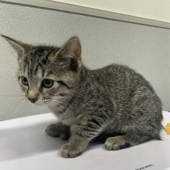 Domestic Short Hair Cats Available for Adoption in Tampa, Florida - Hera | PetCurious