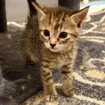 Wiggles -  Domestic Short Hair Cat for Adoption in League City, Texas - Wiggles | PetCurious