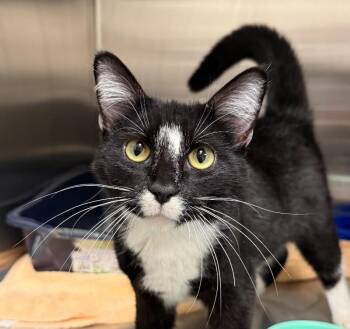 Topaz -  Domestic Short Hair Cat for Adoption in Yankton, South Dakota - Topaz | PetCurious
