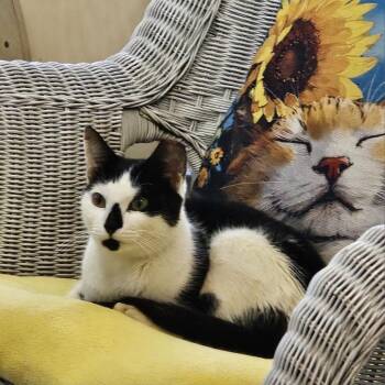 Domestic Short Hair Cats Available for Adoption - Jackson | PetCurious