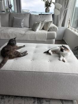 Vanilly -  Domestic Short Hair and Calico Cat for Adoption in Vancouver, Washington - Vanilly | PetCurious