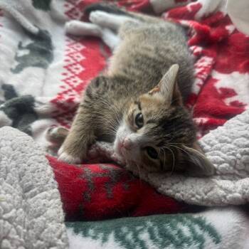 Rescue Domestic Short Hair Cats for Adoption in Fort Worth, Texas - Percy | PetCurious