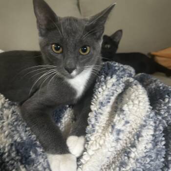Ghost and Bonnie ( Bonded Pair) -  Domestic Short Hair Cat for Adoption in Bourne, Massachusetts - Ghost And Bonnie ( Bonded Pair) | PetCurious
