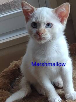 Marshmallow -  Domestic Short Hair Cat for Adoption in St. Peters, Missouri - Marshmallow | PetCurious