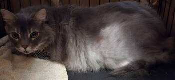 Rescue Domestic Long Hair and Maine Coon Cats for Adoption in Battle Ground, Washington - Grumpy | PetCurious