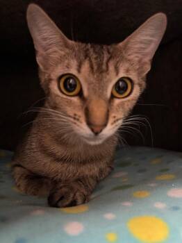 Cinnabun -  Domestic Short Hair Cat for Adoption in Gilbert, Arizona - Cinnabun | PetCurious