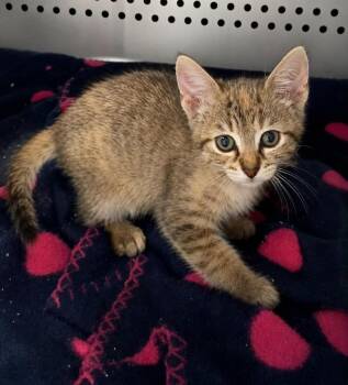 Marina -  Domestic Short Hair Cat for Adoption in Columbia, Tennessee - Marina | PetCurious