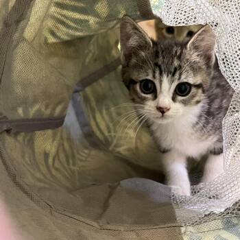 Joni Mitchell -  Domestic Short Hair Cat for Adoption in Baker City, Oregon - Joni Mitchell | PetCurious