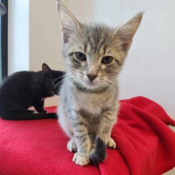 Rushmore -  Domestic Short Hair Cat for Adoption in Fort Wayne, Indiana - Rushmore | PetCurious
