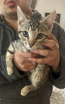 Tabitha Napa petco -  Tabby Cat for Adoption in Napa, California - Tabitha Napa Petco | PetCurious