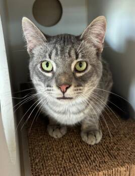 Domestic Short Hair Cats Available for Adoption in Decorah, Iowa - Chat | PetCurious