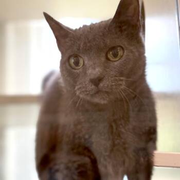 Striper -  Domestic Short Hair Cat for Adoption in Gloucester, Virginia - Striper | PetCurious