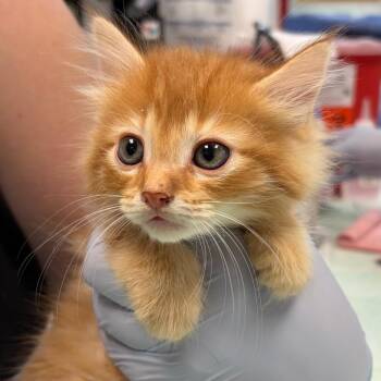 Moldova -  Domestic Medium Hair Cat for Adoption in Nashville, Tennessee - Moldova | PetCurious