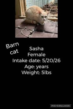 Sasha -  Domestic Short Hair Cat for Adoption in Staffordsville, Kentucky - Sasha | PetCurious