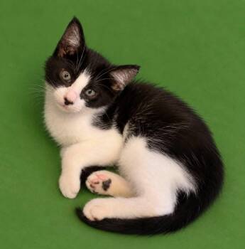 Karen -  Domestic Short Hair Cat for Adoption in Columbia, Tennessee - Karen | PetCurious