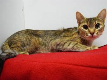 TILDA -  Domestic Short Hair Cat Available for Adoption in Sacramento, California - TILDA | PetCurious