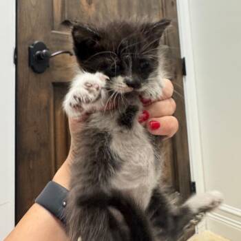 Tow Mater -  Domestic Short Hair Cat for Adoption in Fort Lauderdale, Florida - Tow Mater | PetCurious