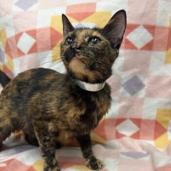Dolly -  Domestic Short Hair Cat for Adoption in West Point, Mississippi - Dolly | PetCurious