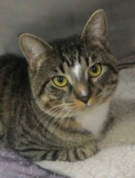 Austin -  Tabby Cat for Adoption in Brockton, Massachusetts - Austin | PetCurious