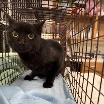 Onix -  Domestic Short Hair Cat for Adoption in Las Cruces, New Mexico - Onix | PetCurious