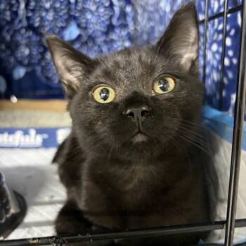Warhol -  Domestic Short Hair Cat for Adoption in New York, New York - Warhol | PetCurious