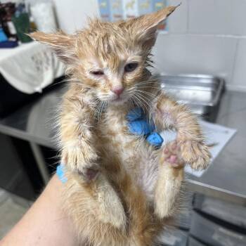 Bam Bam -  Domestic Short Hair Cat for Adoption in Birmingham, Alabama - Bam Bam | PetCurious