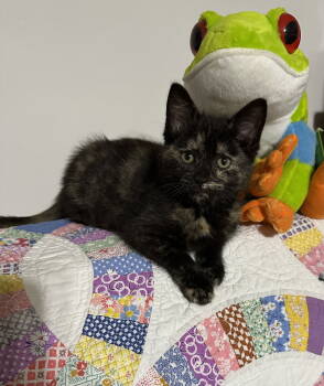 Rescue Tortoiseshell and Domestic Short Hair Cats for Adoption in Georgetown, Kentucky - Obi | PetCurious