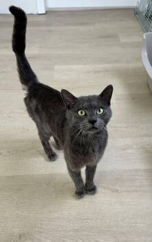 Igor -  Domestic Short Hair Cat Available for Adoption in North Haven, Connecticut - Igor | PetCurious