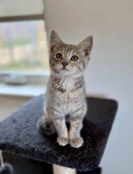 Viola -  Domestic Short Hair Cat for Adoption in Newport, Oregon - Viola | PetCurious