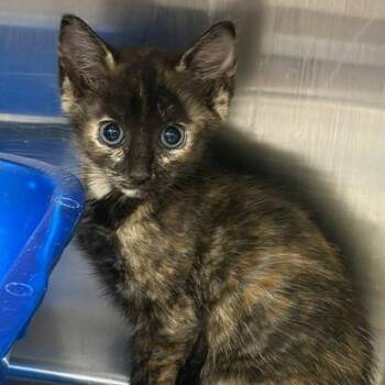 Tutu -  Domestic Short Hair Cat for Adoption in Cumming, Georgia - Tutu | PetCurious