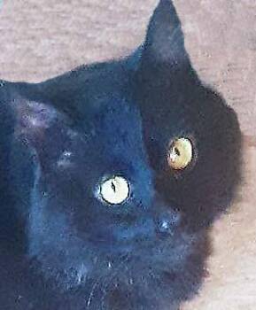 Rescue Domestic Medium Hair Cats for Adoption in Tiburon, California - Isaac | PetCurious