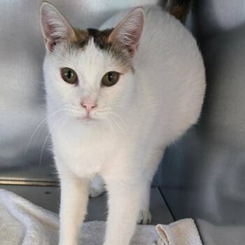 Domestic Short Hair Cats Available for Adoption - Cami | PetCurious