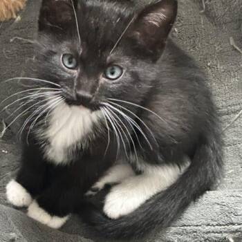 Victor -  Domestic Short Hair Cat for Adoption in Kirksville, Missouri - Victor | PetCurious