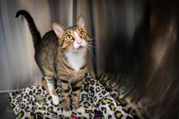 Dreyko -  Domestic Short Hair Cat Available for Adoption in Elmwood, Louisiana - Dreyko | PetCurious