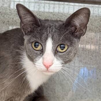 Mars -  Domestic Short Hair Cat for Adoption in Palm Springs, California - Mars | PetCurious