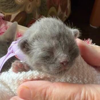 Domestic Short Hair Cats Available for Adoption - Dickens | PetCurious
