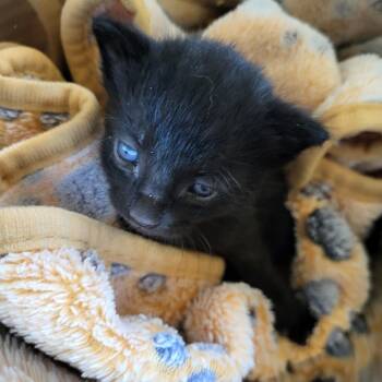 Cargo -  Domestic Short Hair Cat for Adoption in Kanab, Utah - Cargo | PetCurious