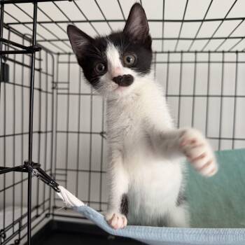 Domestic Short Hair Cats Available for Adoption - Glider  | PetCurious