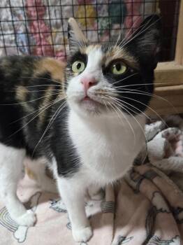 Domestic Short Hair Cats Available for Adoption in Salinas, California - Gia | PetCurious