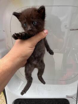 Domestic Short Hair Cats Available for Adoption in Doral, Florida - CHARLIE | PetCurious