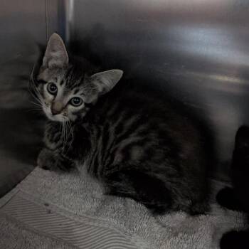 Piri -  Domestic Short Hair Cat for Adoption in Independence, Kansas - Piri | PetCurious