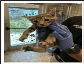 Ever -  Domestic Short Hair Cat for Adoption in Fort Worth, Texas - Ever | PetCurious